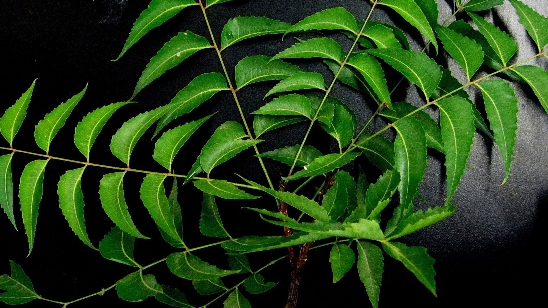 Olio di Neem: un prodotto considerato curativo fin dalla Persia