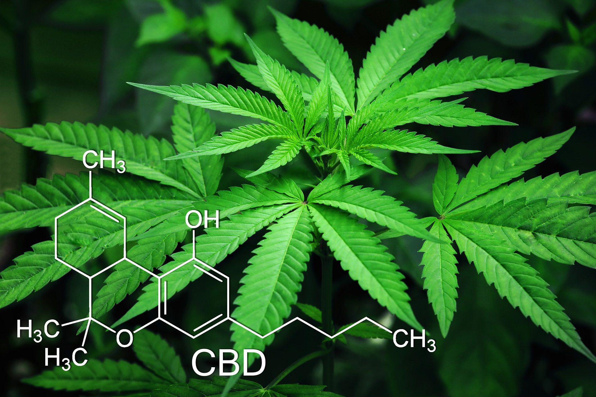 Cannabis Light: cosa dice la sentenza della Cassazione