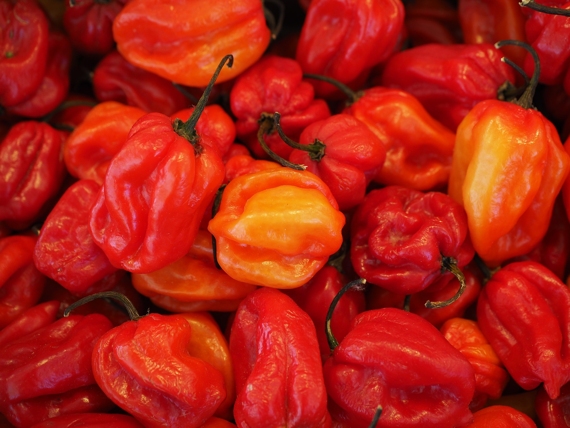 Naga Morich: proprietà di uno dei peperoncini più piccanti