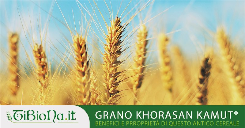 Quali sono le proprietà del grano khorasan KAMUT®?