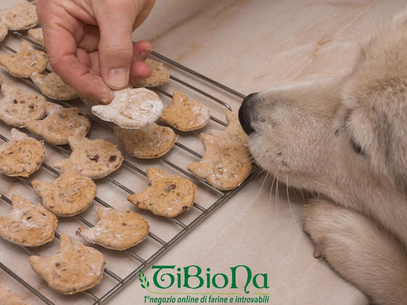 Biscottini per cani: una ricetta naturale e bilanciata