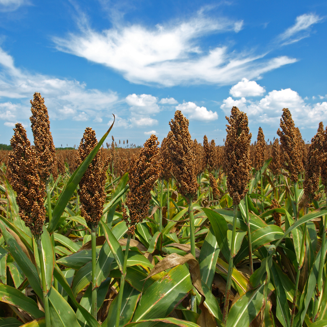 Il Sorgo: una coltura ecologica e salubre per il futuro